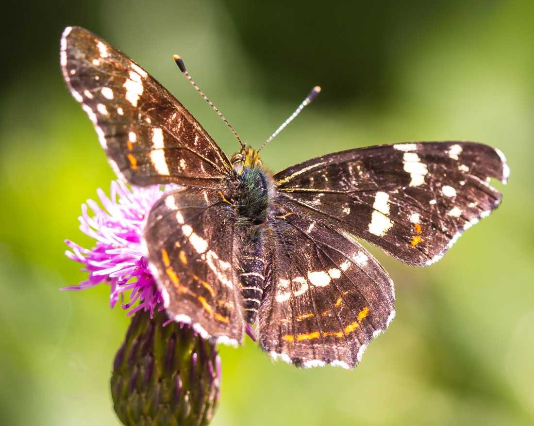 Conny Krakowski, Falter (Blatt, Schmetterling, Falter, Schwärmer, Wasser, Natur, Sommer, Grün, Fotografie, Regenwasser, Makroaufnahme, Macro, Makro,)