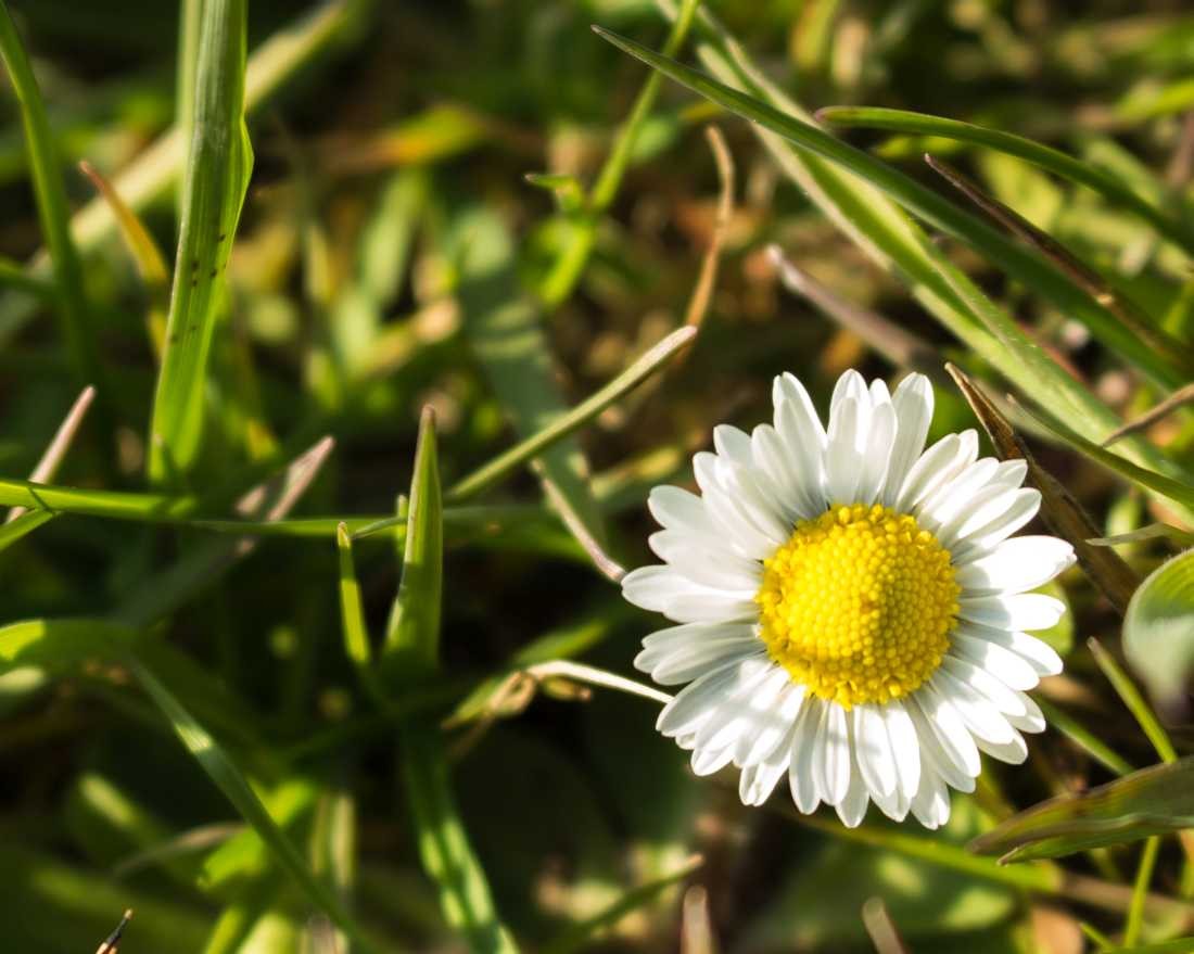 Conny Krakowski, Kleines Leben (Gänseblümchen, Sommerwiese, Blumenwiese, Makroaufnahme,  Fotografie, Blume, Blümchen, Blüte)
