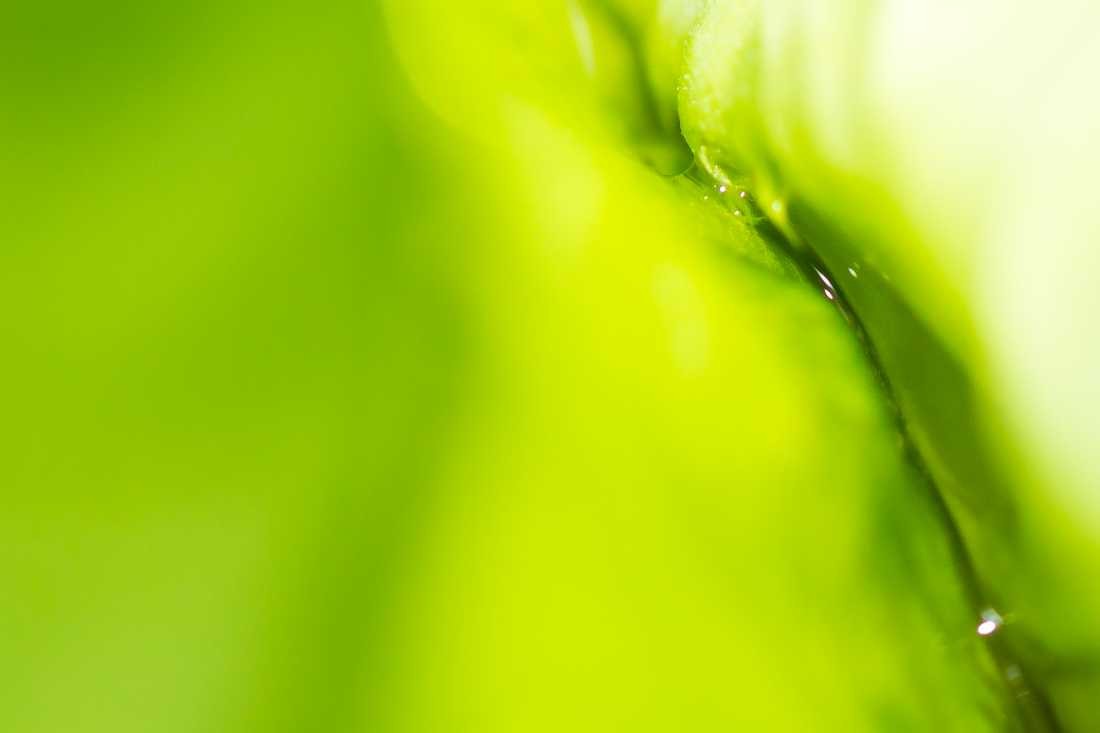 Conny Krakowski, Wasserspeicher (Blatt, Wasser, Natur, Sommer, Grün, Fotografie, Regenwasser, Makroaufnahme, Macro, Makro,)