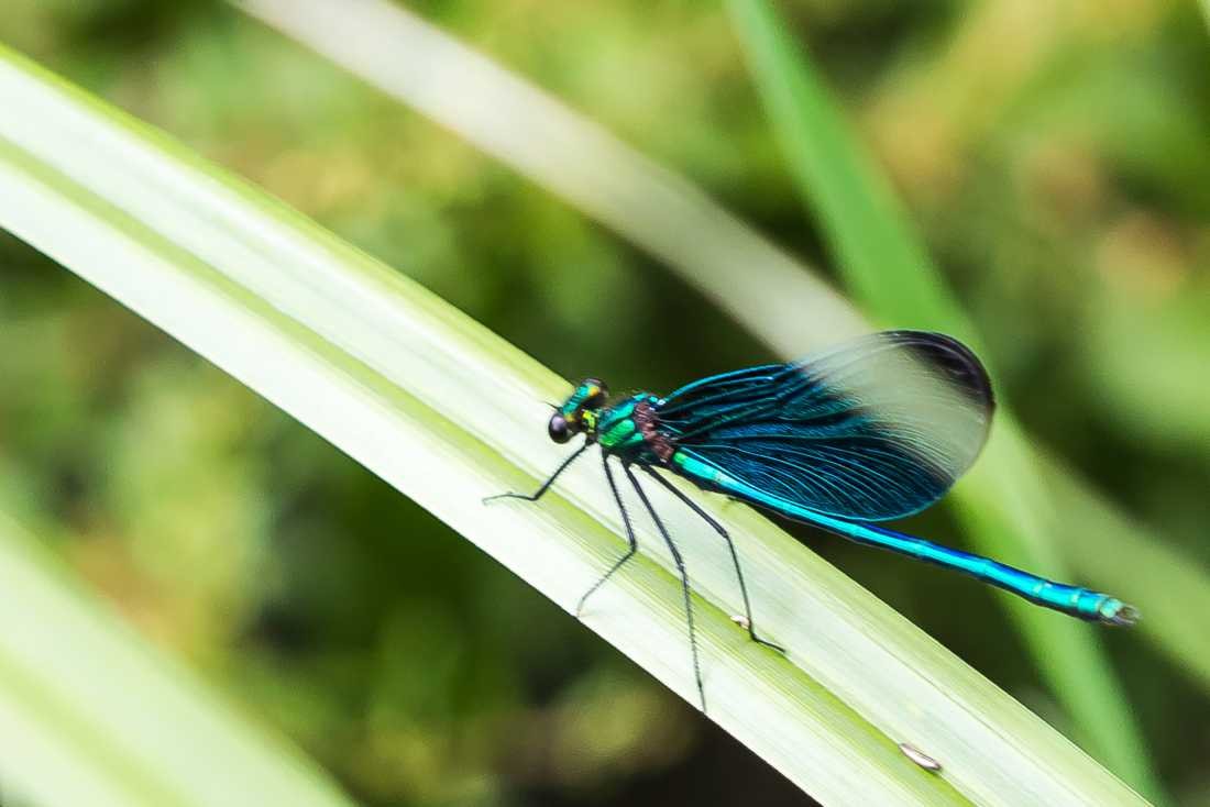 Conny Krakowski, Libelle (Libelle, Bach, Fluss, Insekt, Hautflügler, Blatt, Wasser, Natur, Sommer, Grün, Fotografie, Regenwasser, Makroaufnahme, Macro, Makro,)