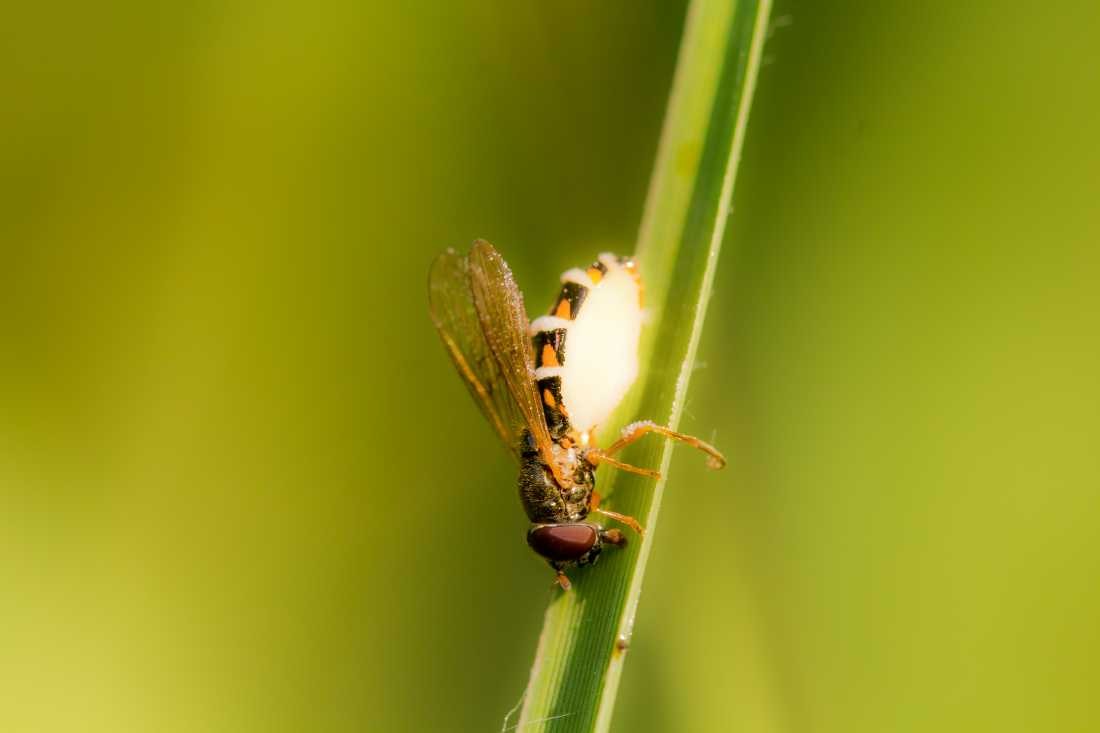 Conny Krakowski, Eiablage (Blatt, Wasser, Natur, Sommer, Grün, Fotografie, Regenwasser, Makroaufnahme, Macro, Makro,)