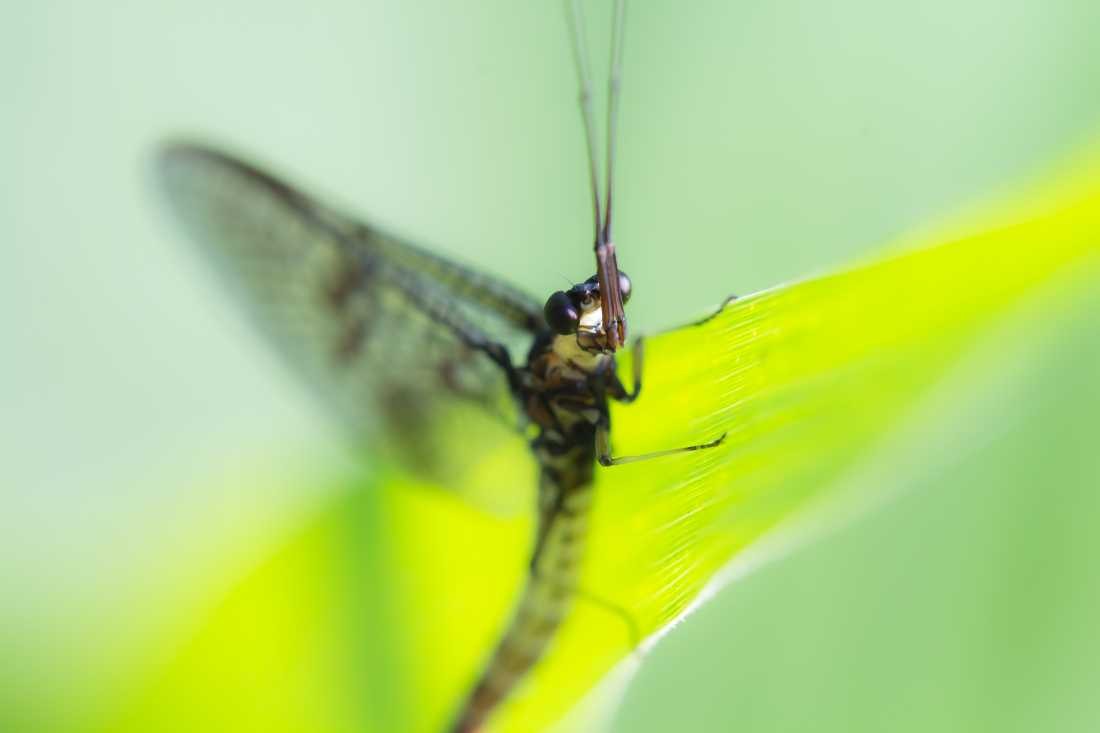 Conny Krakowski, Frisch geschlüpft (Blatt, Libelle, Bach, Fluss, Insekt, Hautflügler,Wasser, Natur, Sommer, Grün, Fotografie, Regenwasser, Makroaufnahme, Macro, Makro,)