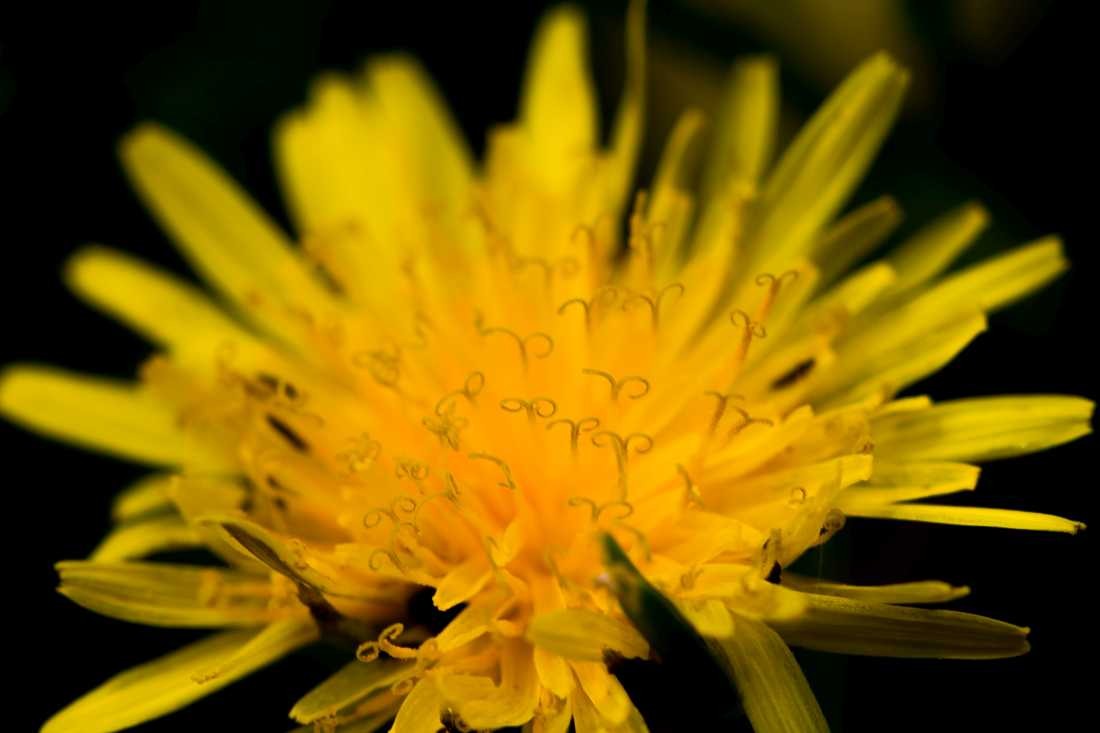 Conny Krakowski, Farbenpracht (Gänseblümchen, gelbe Blume, Sommerwiese, Blumenwiese, Makroaufnahme,  Fotografie, Blume, Blümchen, Blüte)