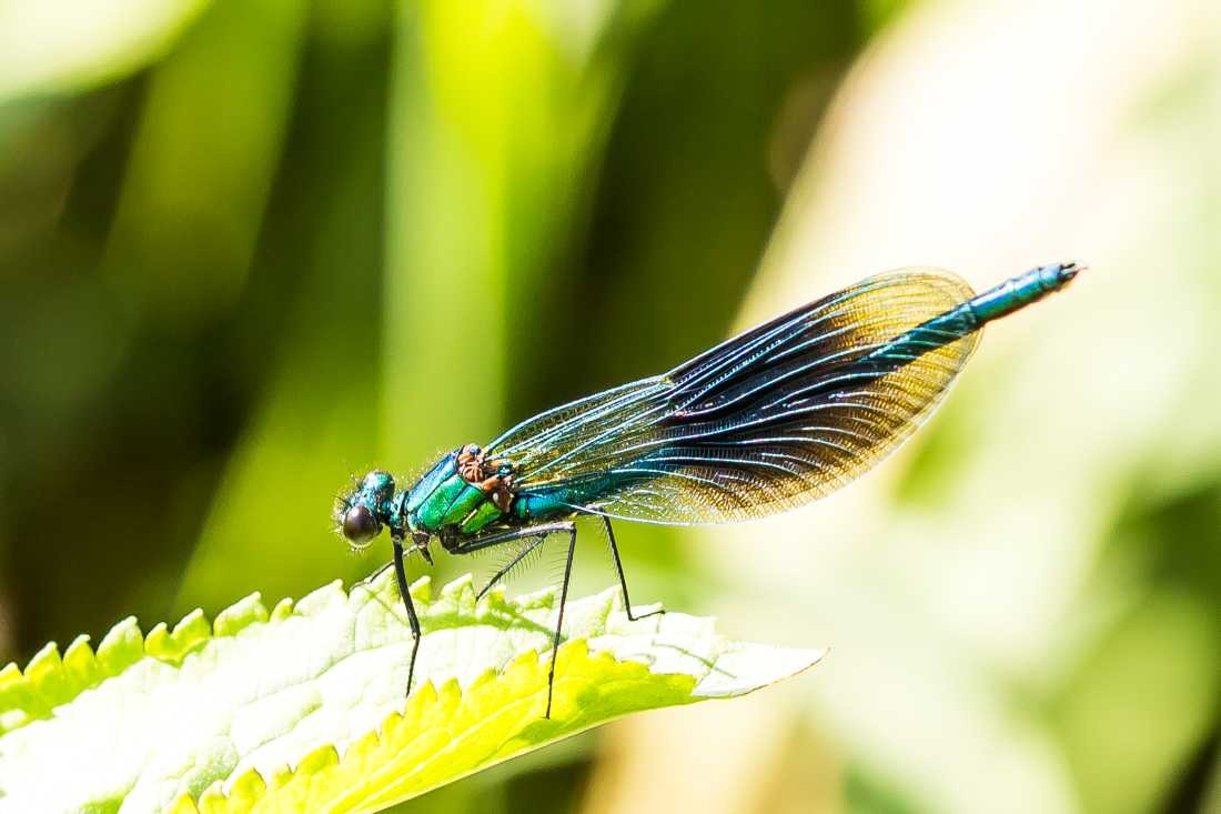 Conny Krakowski, Libelle am Bach (Blatt, Libelle, Bach, Fluss, Insekt, Hautflügler,Wasser, Natur, Sommer, Grün, Fotografie, Regenwasser, Makroaufnahme, Macro, Makro,)