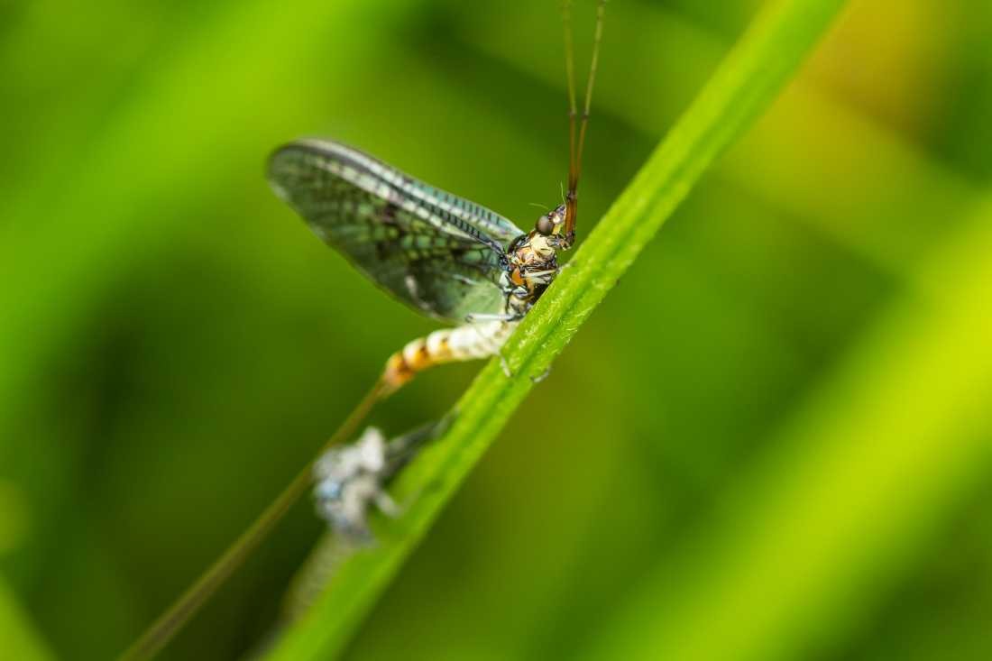 Conny Krakowski, Libelle (Blatt, Libelle, Bach, Fluss, Insekt, Hautflügler,Wasser, Natur, Sommer, Grün, Fotografie, Regenwasser, Makroaufnahme, Macro, Makro,)
