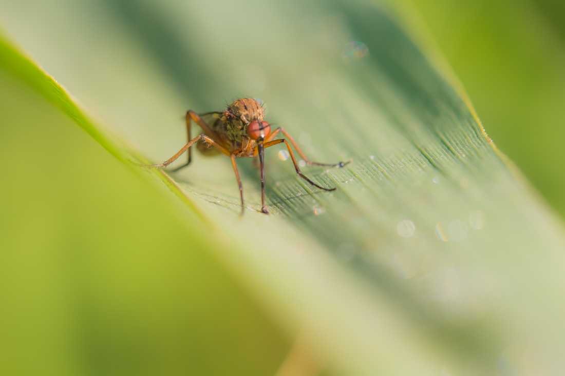 Conny Krakowski, Auf der Lauer (Blatt, Wasser, Natur, Sommer, Grün, Fotografie, Regenwasser, Makroaufnahme, Macro, Makro,)