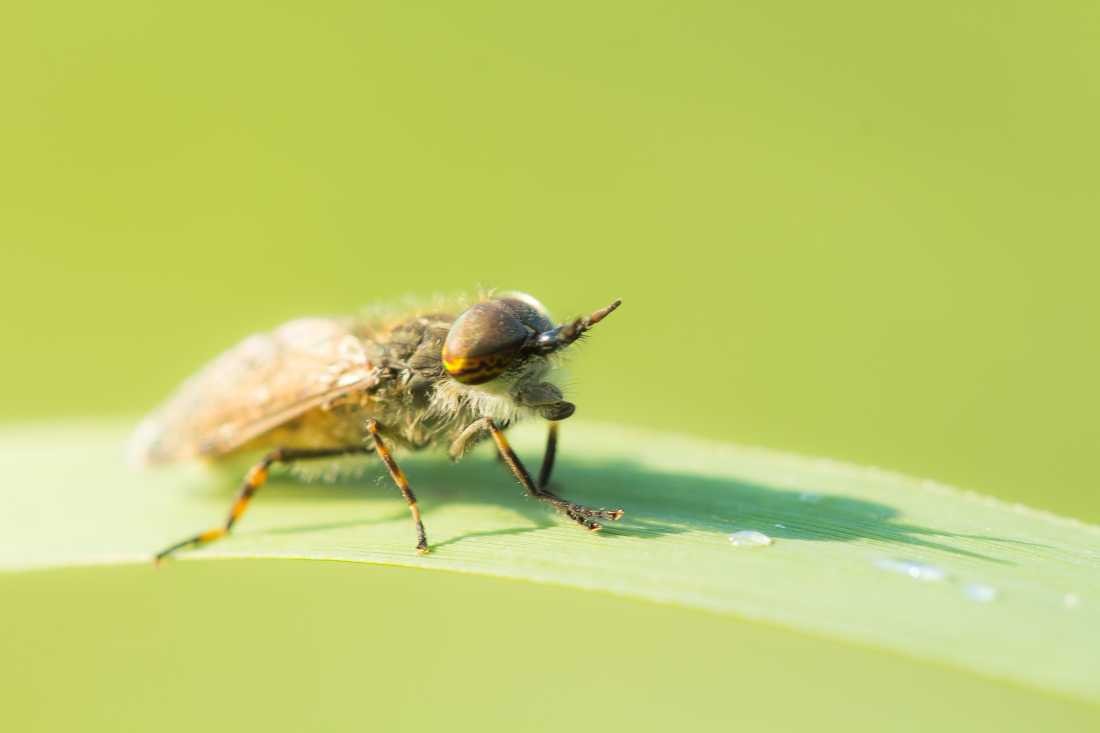 Conny Krakowski, Pferdebremse (Blatt, Bremse, Plagegeist, Stechmücke, Wasser, Natur, Sommer, Grün, Fotografie, Regenwasser, Makroaufnahme, Macro, Makro,)