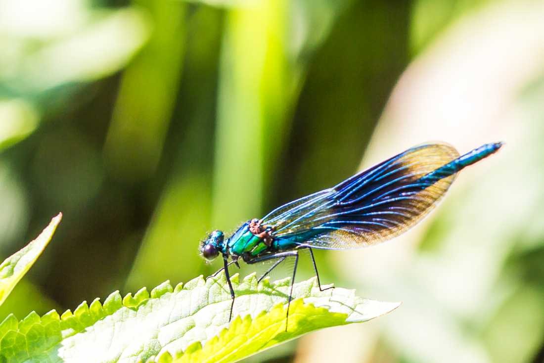 Conny Krakowski, Schillerndes Leben (Blatt, Libelle, Bach, Fluss, Insekt, Hautflügler,Wasser, Natur, Sommer, Grün, Fotografie, Regenwasser, Makroaufnahme, Macro, Makro,)