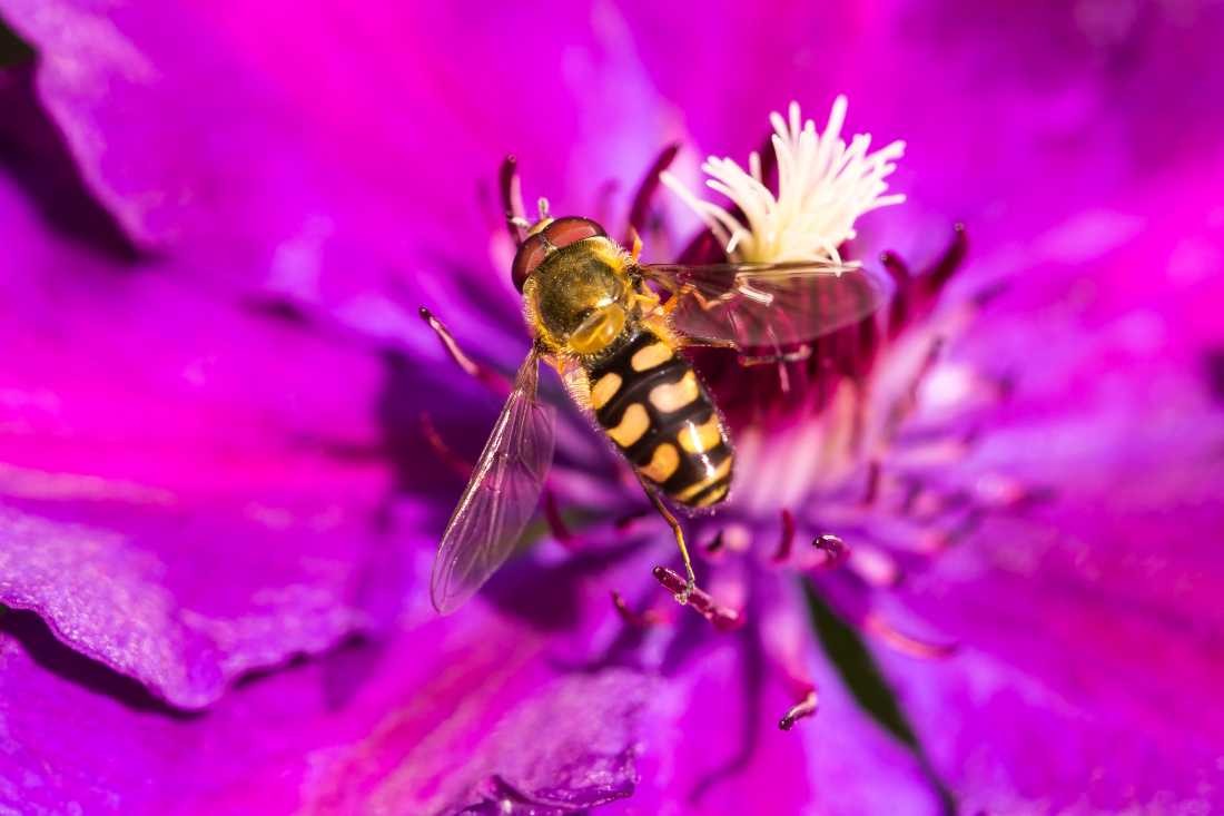Conny Krakowski, Rast  (Blatt, Wasser, Schwebfliege, Natur, Sommer, Grün, Fotografie, Regenwasser, Makroaufnahme, Macro, Makro,)