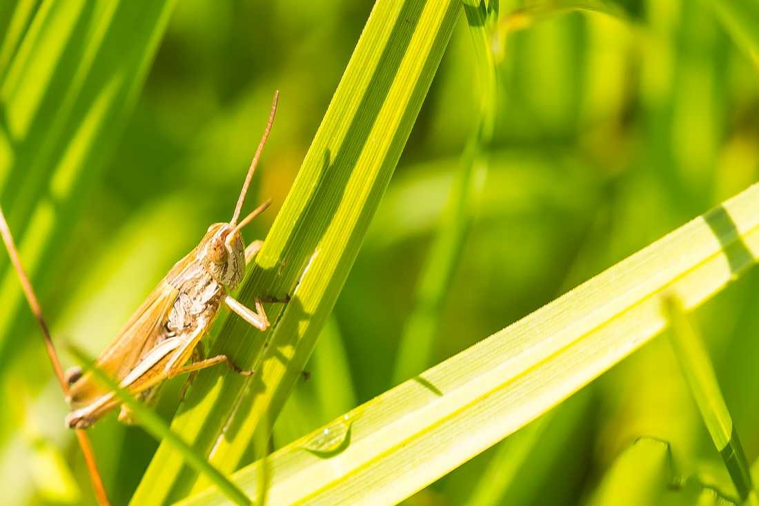 Conny Krakowski, Grashüpfer (Blatt, Wasser, Natur, Grashüpfer, Heuschrecke, Sommer, Grün, Fotografie, Regenwasser, Makroaufnahme, Macro, Makro,)