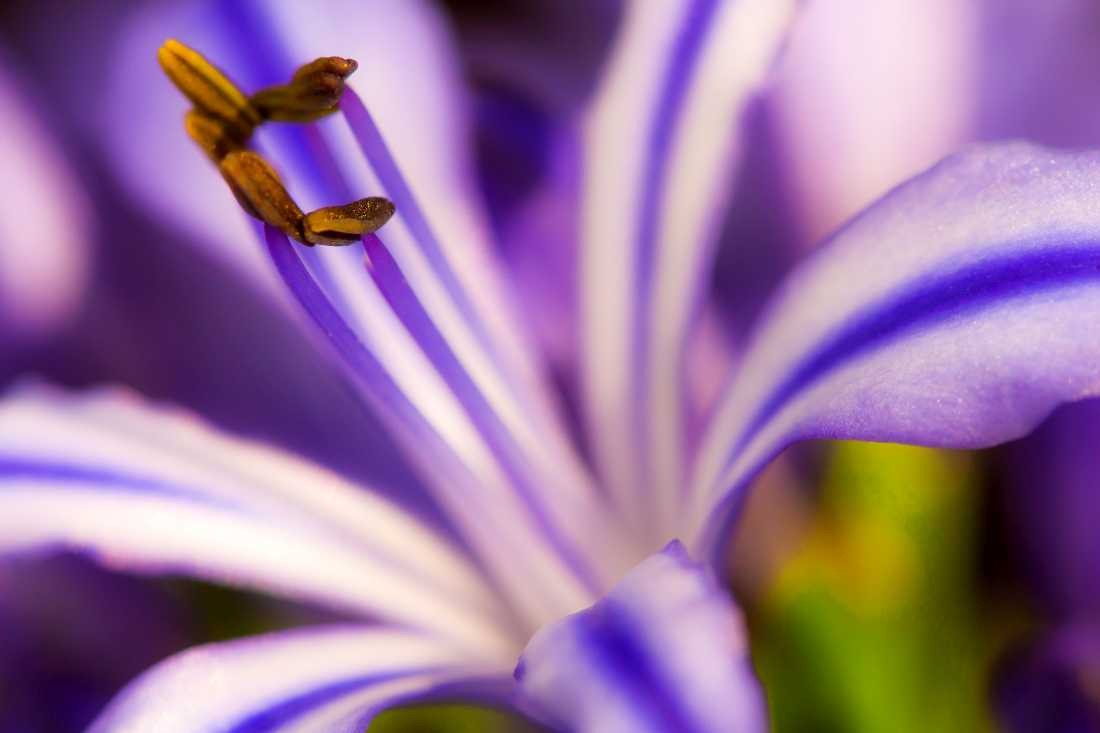 Conny Krakowski, Innenleben (Blatt, Wasser, Natur, Sommer, Grün, Fotografie, Regenwasser, Makroaufnahme, Macro, Makro,)