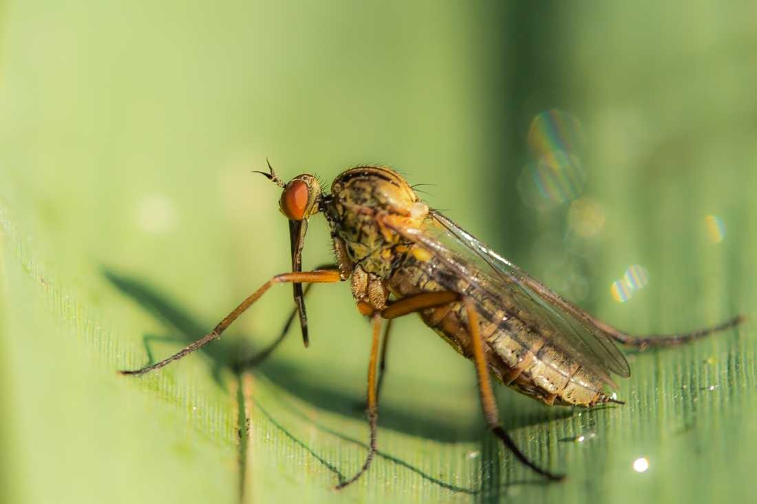 Conny Krakowski, Stechmücke (Blatt, Wasser, Natur, Sommer, Grün, Fotografie, Regenwasser, Makroaufnahme, Macro, Makro,)
