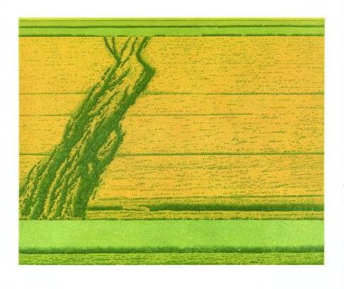 Rausch Michael Aufwärts (1995) (Radierung, handsigniert) (Landschaft, Feld, Getreide, Kornfeld, Landwirschaft, Grafik, modern, Original, signiert, Treppenhaus, Wohnzimmer, grün/gelb)