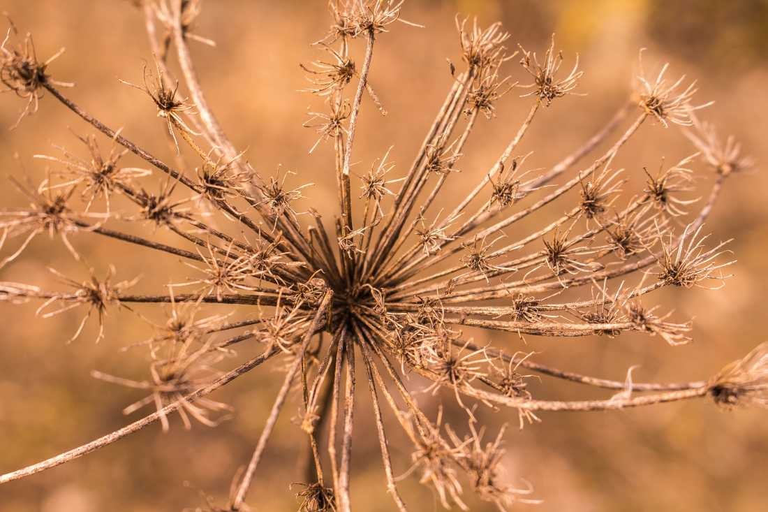 Conny Krakowski, Zeuge des Sommers (Getrocknete Blume, Trockenblume, Dürre, Wassermangel.Sommerwiese, Blumenwiese, Makroaufnahme,  Fotografie, Blume, Blümchen, Blüte)