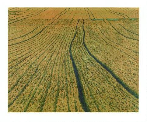 Rausch Michael Drüber (1995) (Radierung, handsigniert) (Landschaft, Feld, Getreide, Kornfeld, Landwirschaft, Grafik, modern, Original, signiert, Treppenhaus, Wohnzimmer, gold/gelb)