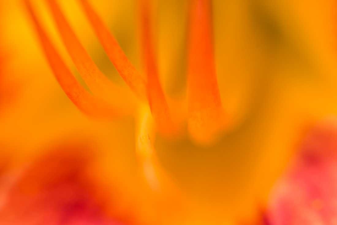 Conny Krakowski, Innenleben (Gelbe Blüte, Sommerwiese, Blumenwiese, Makroaufnahme,  Fotografie, Blume, Blümchen, Blüte)