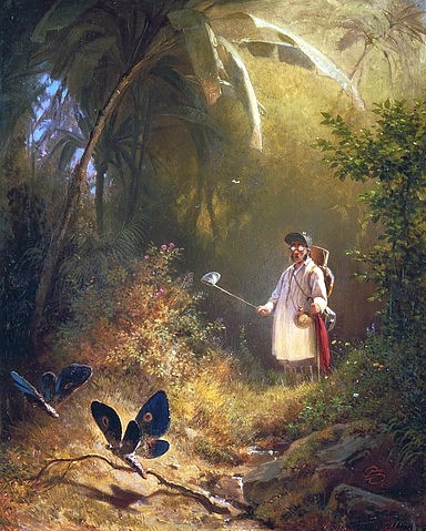 Carl Spitzweg, Der Schmetterlingsfänger. (Spitzweg,Carl,1808-1885,Museum Wiesbaden,19. Jahrhundert,Spitzweg, Carl Spitzweg,Insekten,Dschungel,Wald,Freizeit,Wissenschaft,Wahrnehmung,Illusion,Schmetterlinsfänger,Hobby,Schmetterling,erstaunt,Erstaunen,Schmetterlingsnetz)