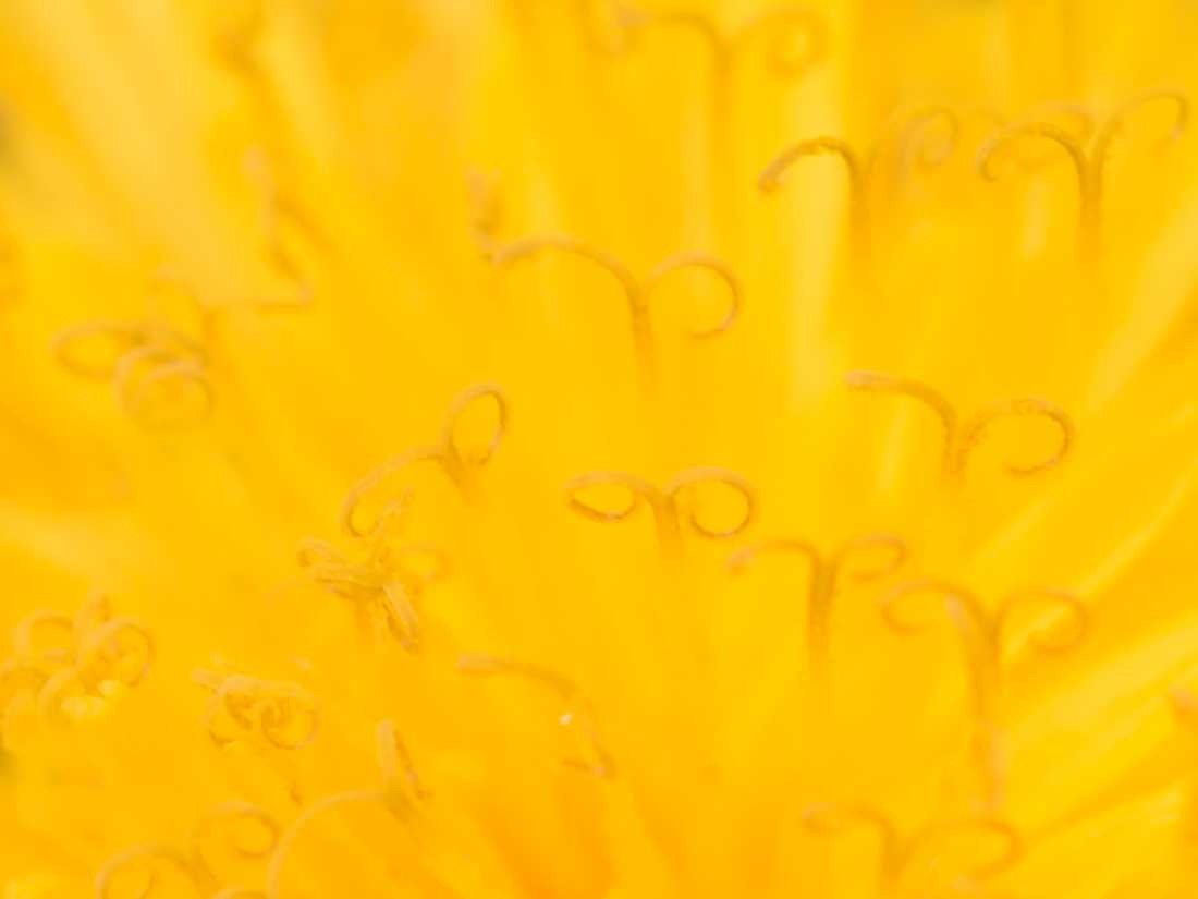 Conny Krakowski, Zum Licht (Lilie, Taglilie,  Sommerwiese, Blumenwiese, Makroaufnahme, Fotografie, Blume, Blümchen, Blüte)