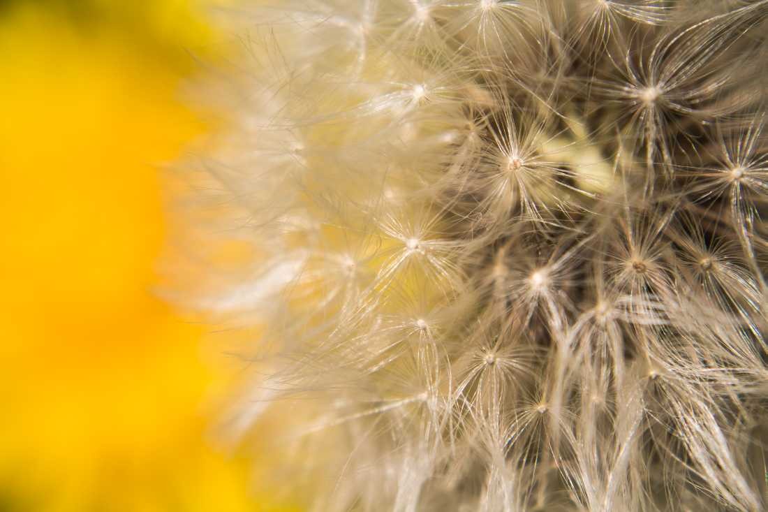 Conny Krakowski, Feinheiten (Pusteblume, Löwenzahn, Blume, Sommerblume, Blumenwiese, Samenflug,  Fotografie, Makroaufnahme)