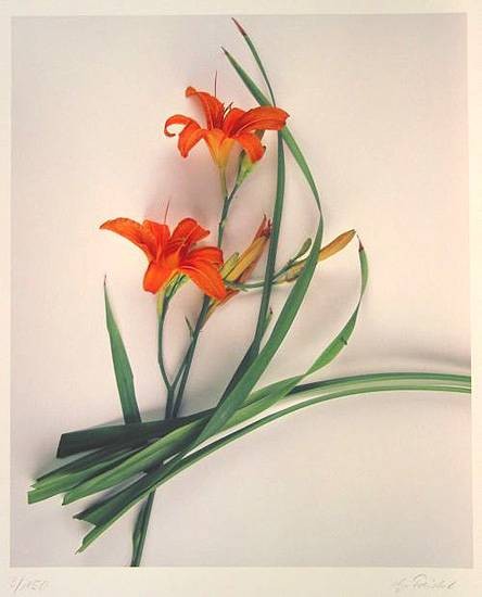 Treichel Gerhard Lilie Ikebana (Digitaldruck, handsigniert)