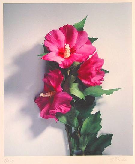 Treichel Gerhard Wilder Hibiskus (Digitaldruck, handsigniert)