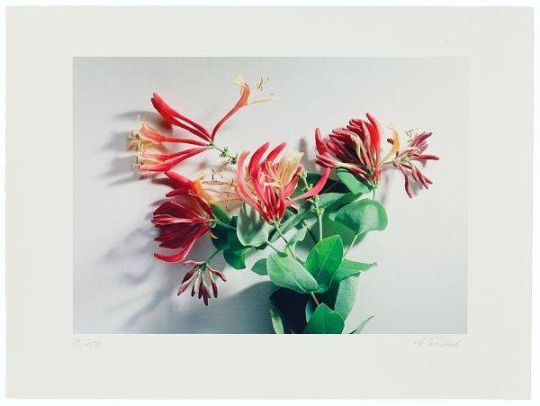 Treichel Gerhard Geissblatt, quer (Digitaldruck, handsigniert)