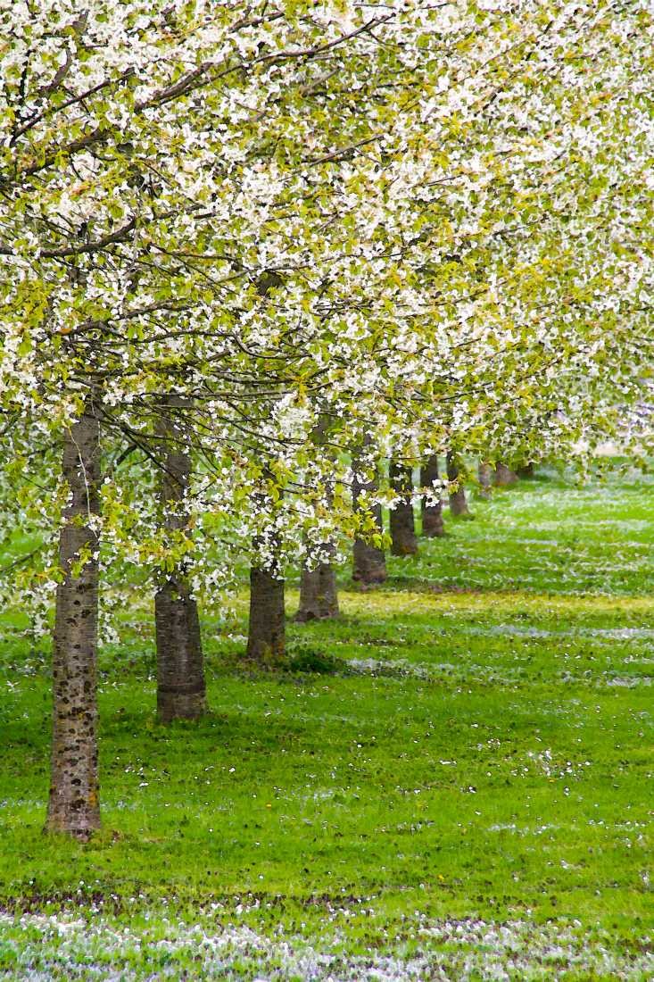 Konfiguration benutzen (Bäume, Kirschbäume, Kirschblüte, Obstbaum, Obstgarten, Frühling, frisch, Aufbruch, Wunschgröße, Schlafzimmer, Treppenhaus, Wohnzimmer, bunt)