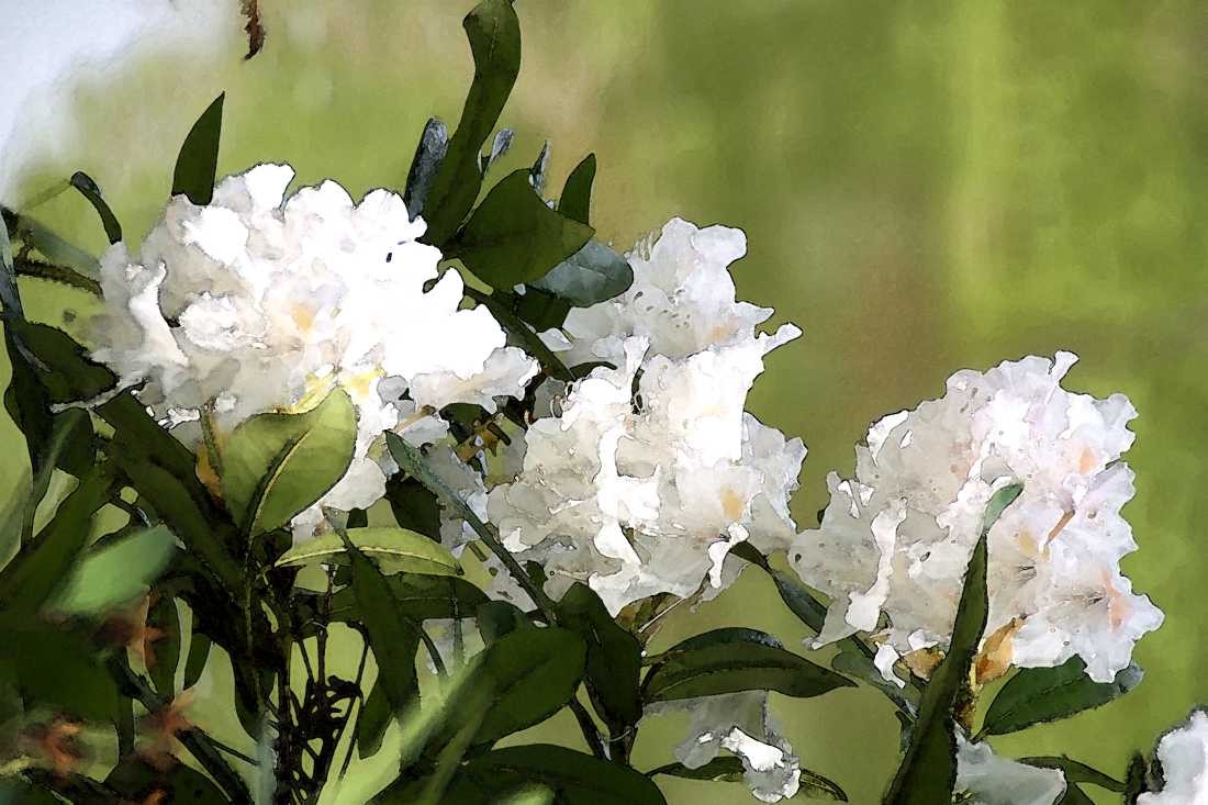 Konfiguration benutzen (Blumen, Blüten, Azaleen, Garten, Botanik, Fotokunst, Nahaufnahme, Wunschgröße, Schlafzimmer, Treppenhaus, Wohnzimmer, bunt)