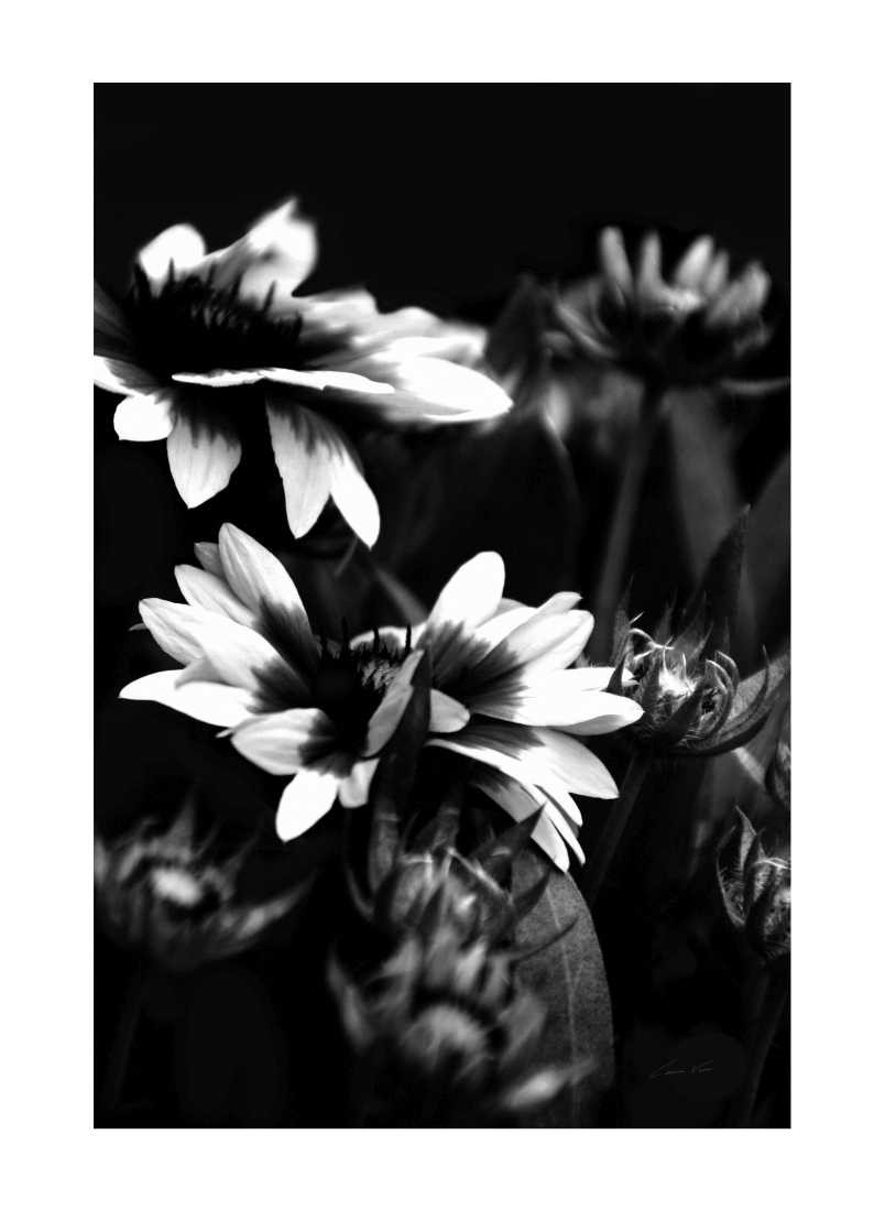 Konfiguration benutzen (Blume, Blüte, Blütenblätter, Korkaden, Botanik, Fotokunst, Nahaufnahme, Wunschgröße,  Treppenhaus, Wohnzimmer, schwarz/weiß)