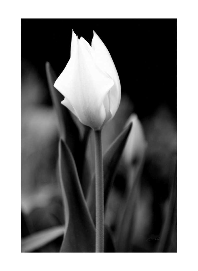 Konfiguration benutzen (Blume, Blüte, Blütenblätter, Tulpe, Botanik, Fotokunst, Nahaufnahme, Wunschgröße,  Treppenhaus, Wohnzimmer, schwarz/weiß)