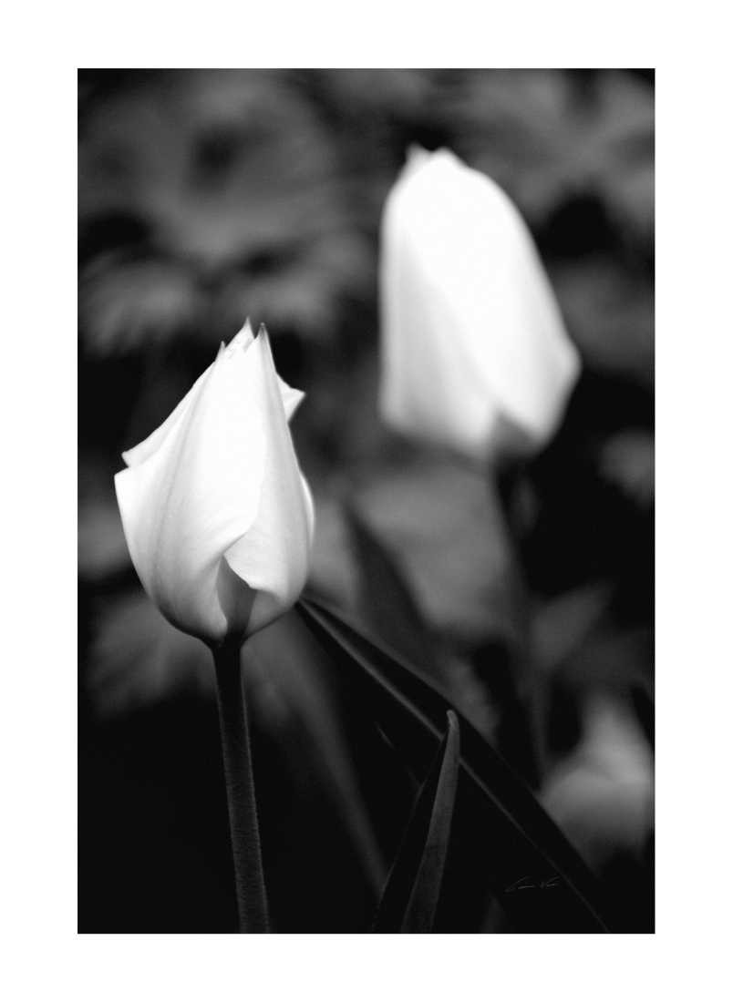 Konfiguration benutzen (Blume, Blüte, Blütenblätter, Tulpe, Botanik, Fotokunst, Nahaufnahme, Wunschgröße,  Treppenhaus, Wohnzimmer, schwarz/weiß)