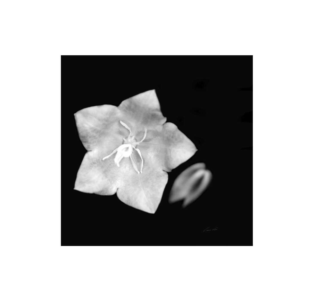 Konfiguration benutzen (Blume, Blüte, Blütenblätter, Perspektive, Botanik, Fotokunst, Nahaufnahme, Wunschgröße,  Treppenhaus, Wohnzimmer, schwarz/weiß)