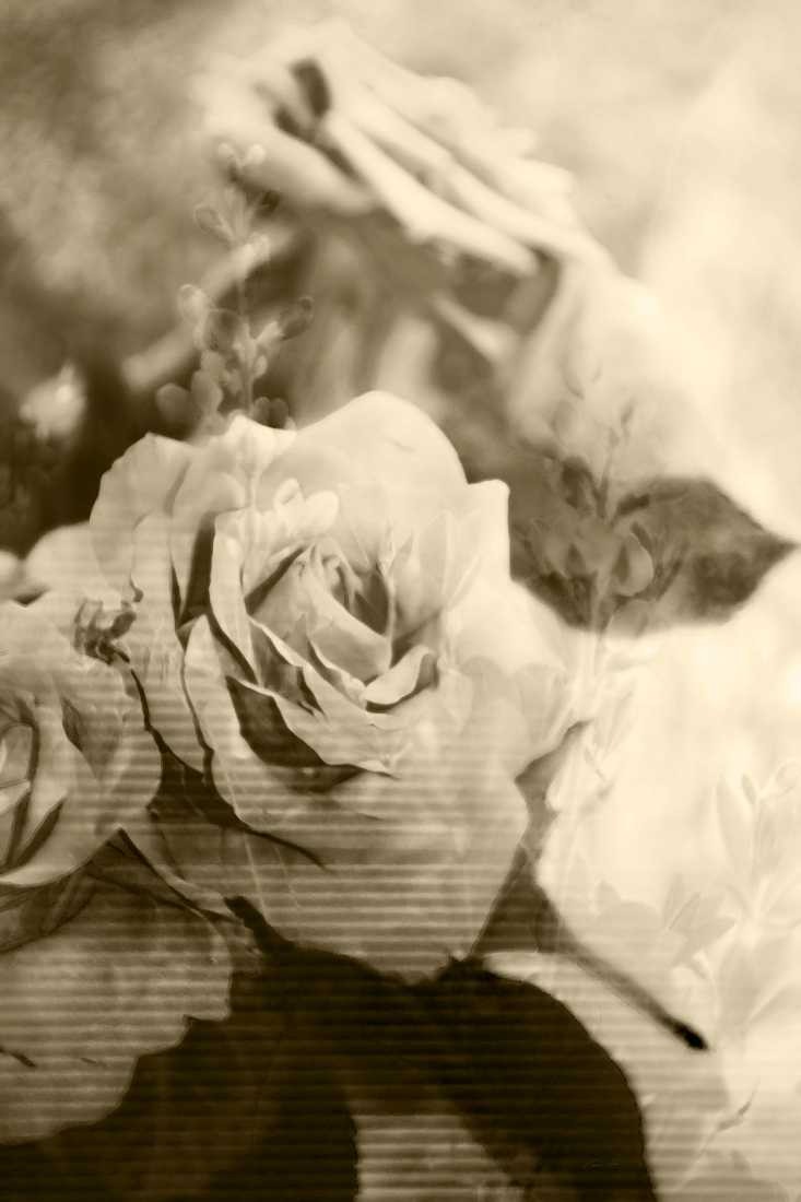 Konfiguration benutzen (Blume, Blüte, Blütenblätter, Tulpe, Botanik, Fotokunst, Nahaufnahme, Wunschgröße,  Treppenhaus, Wohnzimmer, schwarz/weiß, sepia)