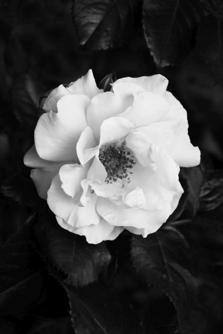 Konfiguration benutzen (Blume, Blüte, Blütenblätter, Rose, Botanik, edel, Fotokunst, Nahaufnahme, Wunschgröße,  Treppenhaus, Wohnzimmer, schwarz/weiß)