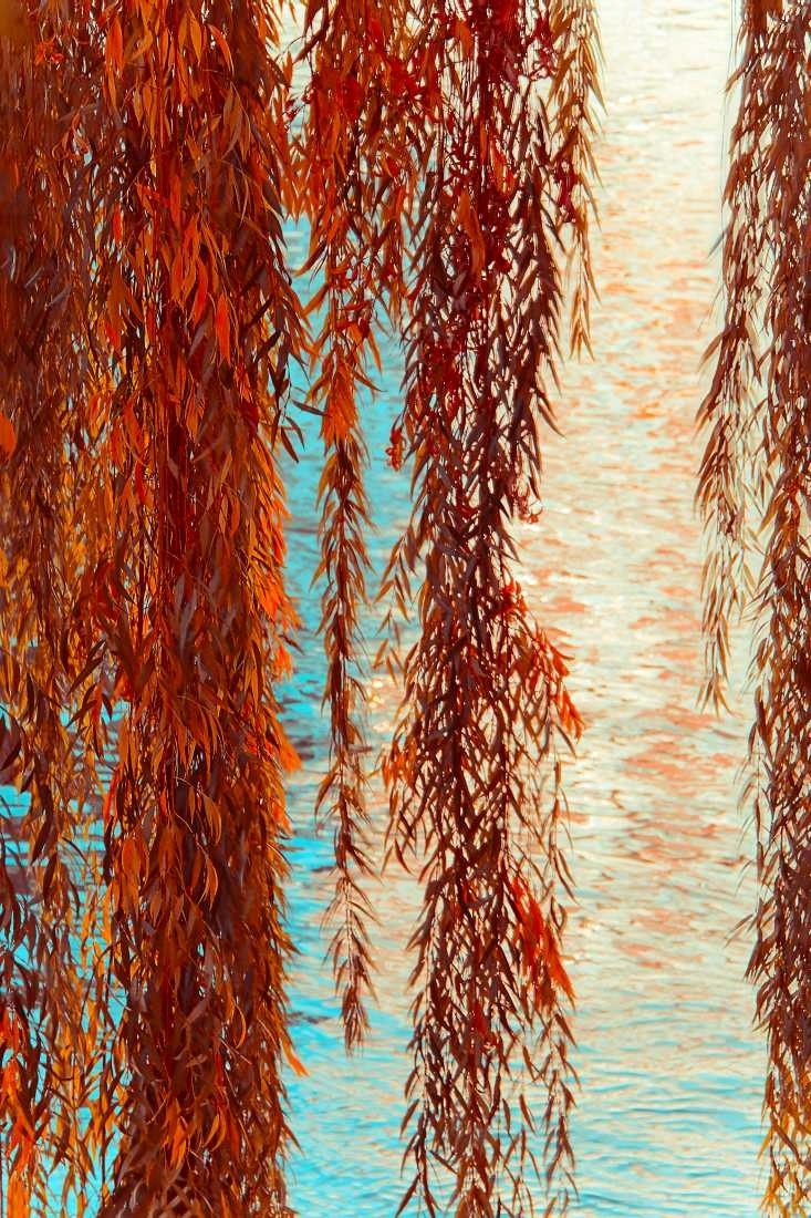 Carmen Varo, Rotes Laub (Laub, Herbst, Trauerweide, Blätter, Wasser, Spiegelungen, Fotokunst, Wunschgröße, Wohnzimmer, Badezimmer, bunt)
