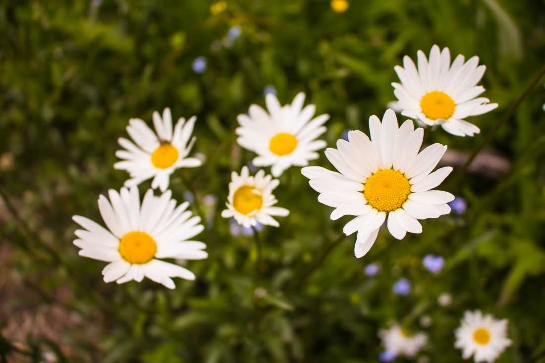 Conny Krakowski, Sommerblumen (Margerite, Sommerwiese, Bergblume, Blüte, Gänseblümchen, Sommerwiese, Blumenwiese, Makroaufnahme, Fotografie, Blume, Blümchen, Blüte)