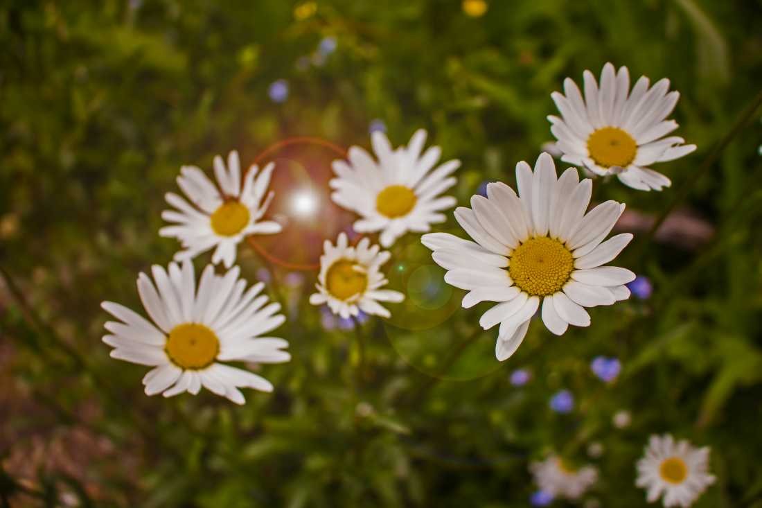 Conny Krakowski, Zusammenschluß (Margerite, Sommerwiese, Bergblume, Blüte, Gänseblümchen, Sommerwiese, Blumenwiese, Makroaufnahme, Fotografie, Blume, Blümchen, Blüte)