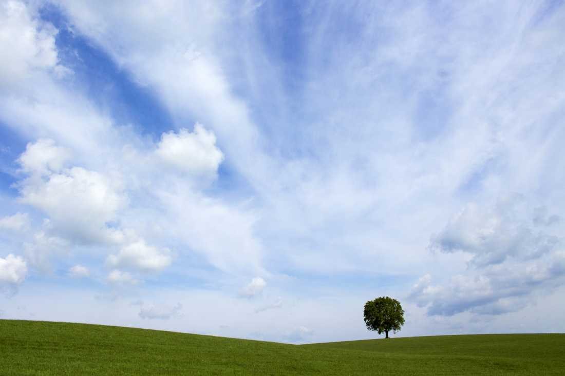 Conny Krakowski, Der einsame Zeuge (Baum, Hügel, Wolken, Gras, Fotografie, Wiese, Landschaft,)