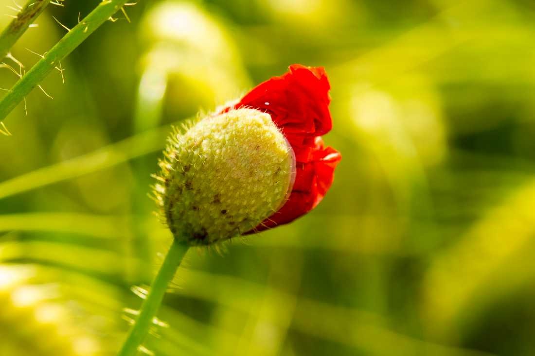 Conny Krakowski, Nur mal gucken (Mohn, Mohnblume, Klatschmohn,Sommerwiese, Blumenwiese, Makroaufnahme,  Fotografie, Blume, Blümchen, Blüte)