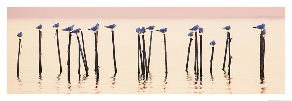 Philip Plisson, Lumière sur la Lagune - Venise - Italie (Möwen, Seevögel, Holzpoller, Venedig, Lagune, Dämmerlicht,  Treppenhaus, Badezimmer, Wohnzimmer, Photokunst, Fotokunst, rosa)