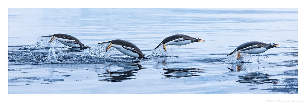 Philip Plisson, Manchots royaux (Pinguine, springen, Dynamik, Bewegung, Tiere, witzig, lustig, Meer, Meeresbrise, Antarktis, Tiere, Badezimmer, Treppenhaus, Fotokunst, bunt)
