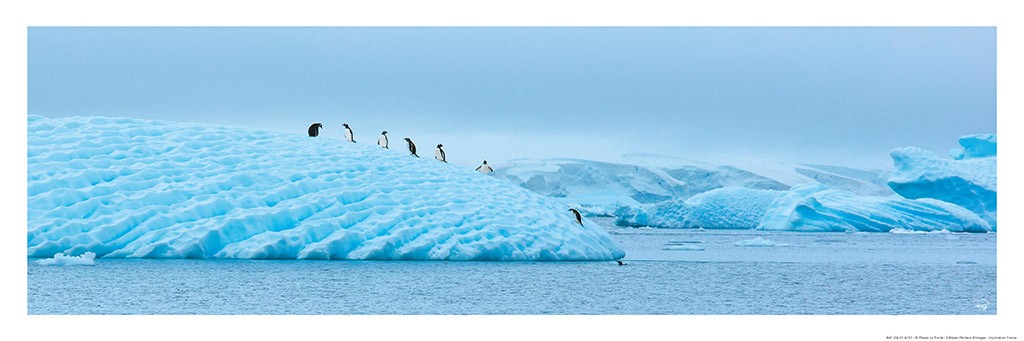 Philip Plisson, Manchots royaux sur la banquise (Pinguine, Tiere, Eisberg, Kälte, Antartik, Meer, Meeresbrise, Tiere, Badezimmer, Treppenhaus, Fotokunst, bunt)