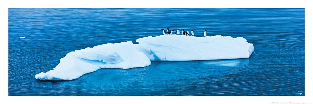 Philip Plisson, Manchots et iceberg – Antarctique (Pinguine, Tiere, Eisberg, Kälte, Antartik, Meer, Meeresbrise, Tiere, Badezimmer, Treppenhaus, Fotokunst, bunt)