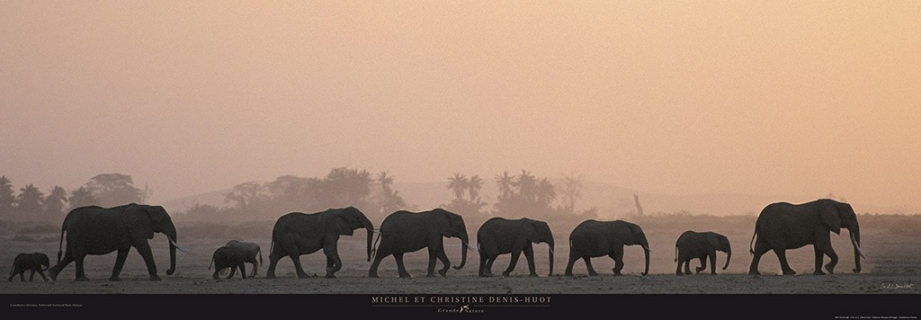 Michel & Christine Denis-Huot, Troupeau d'éléphants - Kenya - Afrique (Elefanten, Elefantengruppe, Elefantenmarsch, Truppe, marschieren,  Silhouetten, Tierportraits,  Großwild, Afrika, Wohnzimmer, Treppenhaus, Fotokunst, bunt)