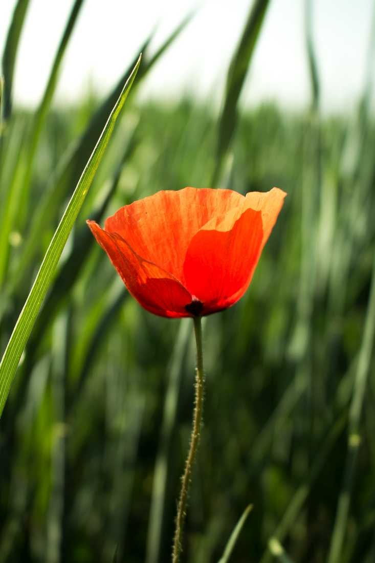 Conny Krakowski, Mohnblume (Mohn, Mohnblume, Klatschmohn,Sommerwiese, Blumenwiese, Makroaufnahme, Fotografie, Blume, Blümchen, Blüte)