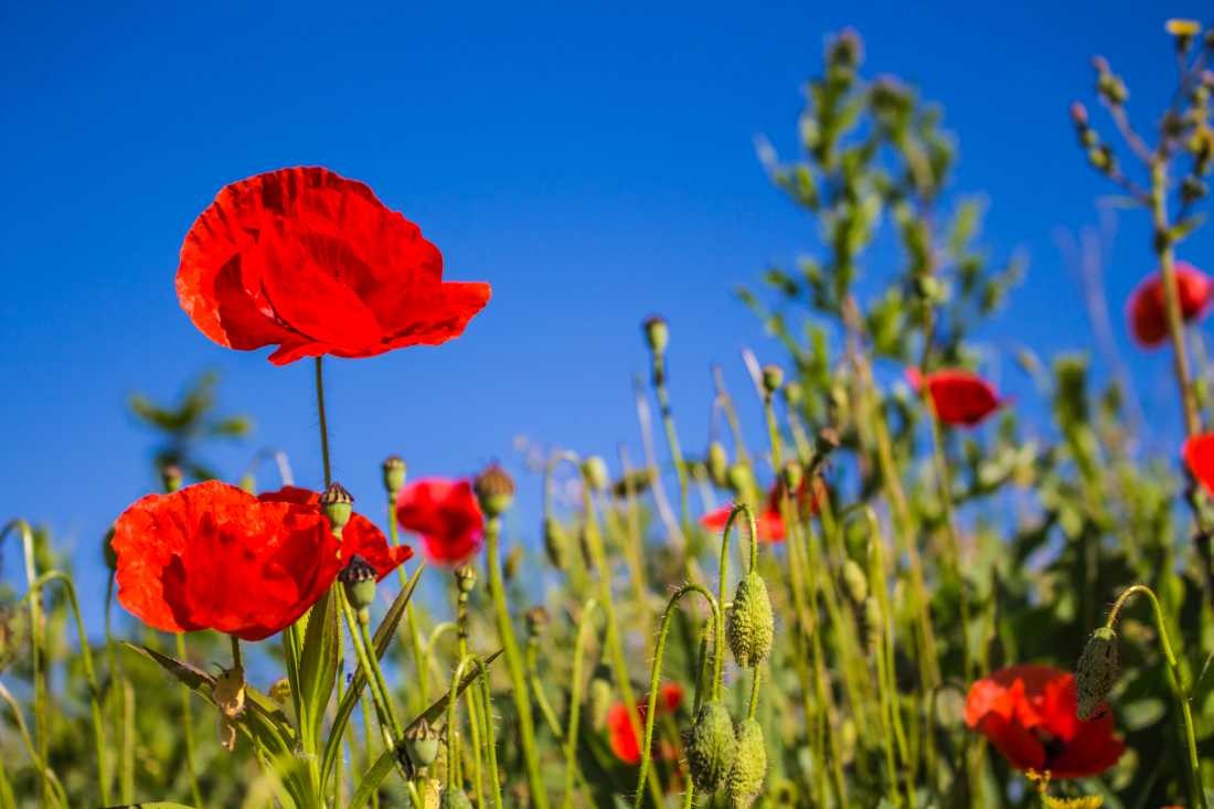 Conny Krakowski, Der Sonne entgegen (Mohn, Mohnblume, Klatschmohn,Sommerwiese, Blumenwiese, Makroaufnahme,  Fotografie, Blume, Blümchen, Blüte)