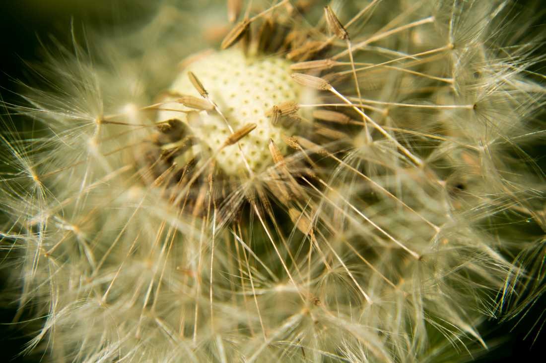 Conny Krakowski, Pusteblume (Pusteblume, Löwenzahn, Blume, Sommerblume, Blumenwiese, Samenflug, Fotografie, Makroaufnahme)
