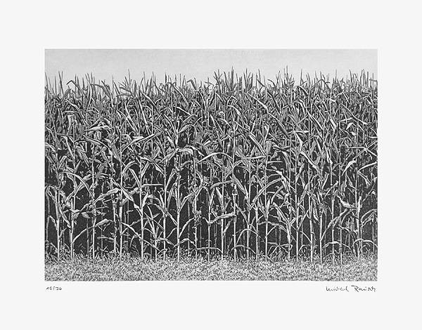 Rausch Michael Maisfeld (Radierung, handsigniert, nummeriert) (Natur, Feld, Mais, Maisfeld, Landwirschaft, Grafik, modern, Original, signiert, Treppenhaus, Wohnzimmer, schwarz/weiß)