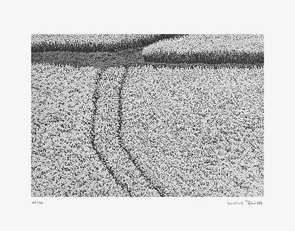 Rausch Michael Feldspur (Radierung, handsigniert, nummeriert) (Landschaft, Feld, Getreide, Kornfeld, Spur, Landwirschaft,  Grafik, modern, Original, signiert, Treppenhaus, Wohnzimmer, schwarz/weiß)