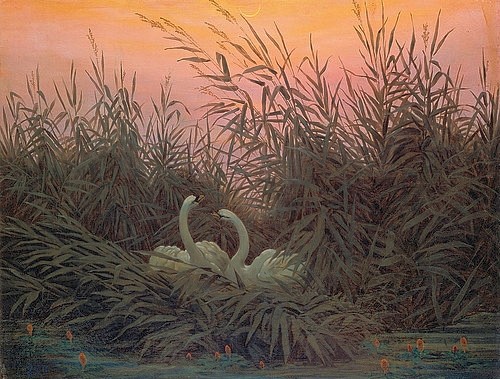 Caspar David Friedrich, Schwäne im Schilf. Um 1820. (Schwäne, Wassservögel, Vogelpaar, Idylle, Schilf, Abendrot, Sonnenuntergang, Nest,  Klassiker, Wohnzimmer, Treppenhaus, Malerei, Romantik, Wunschgröße, bunt)